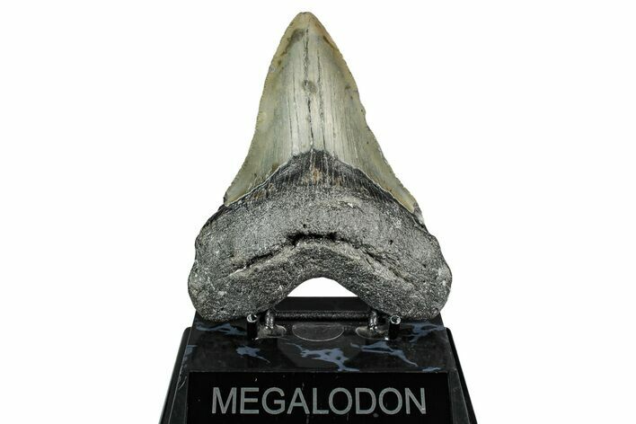 Serrated, Fossil Megalodon Tooth - North Carolina #344053